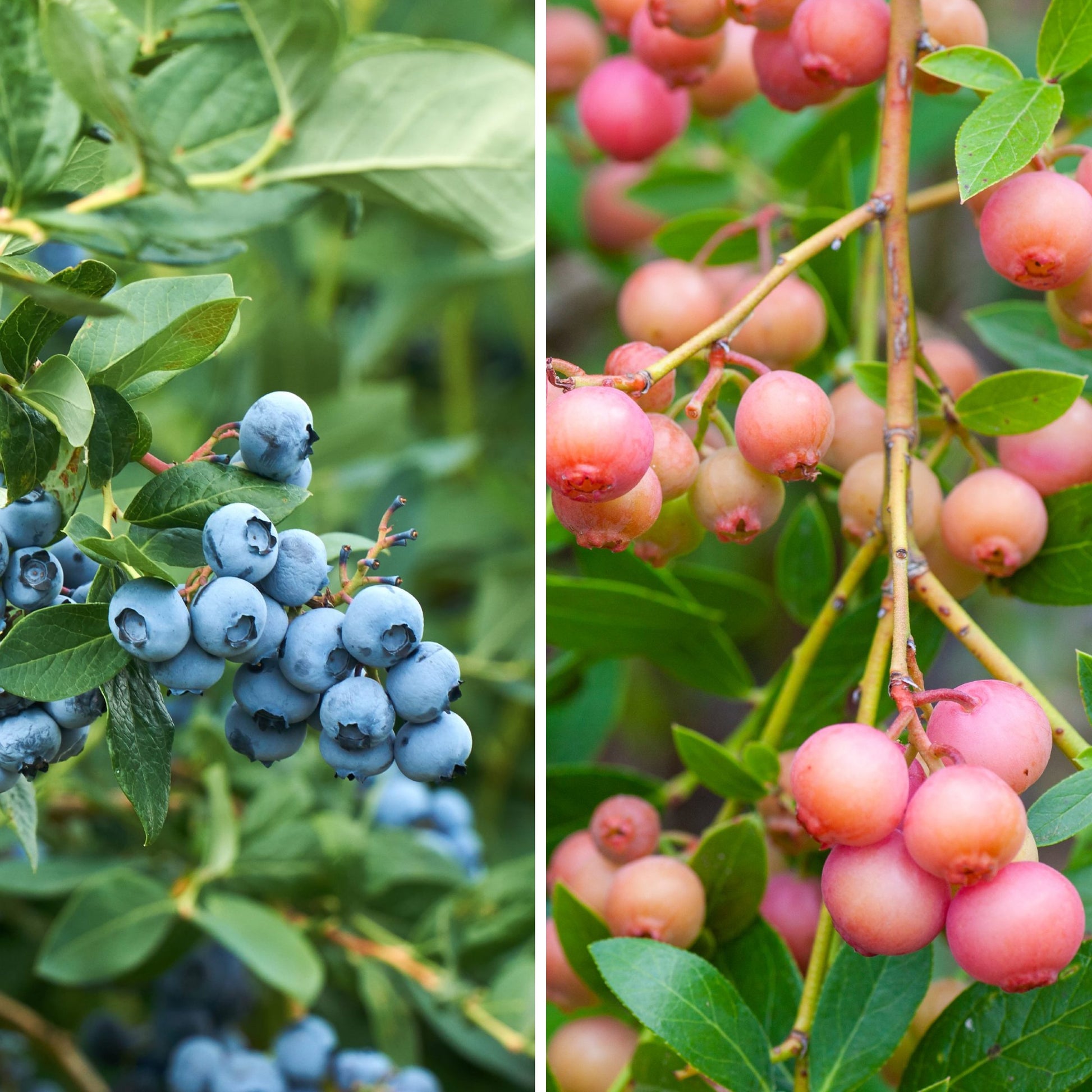 potted blueberry plants for sale Blueberry Duo Collection Potted Plants