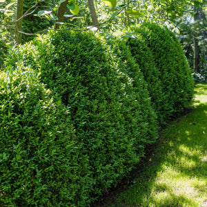 Boxwood Green Mountain hedge