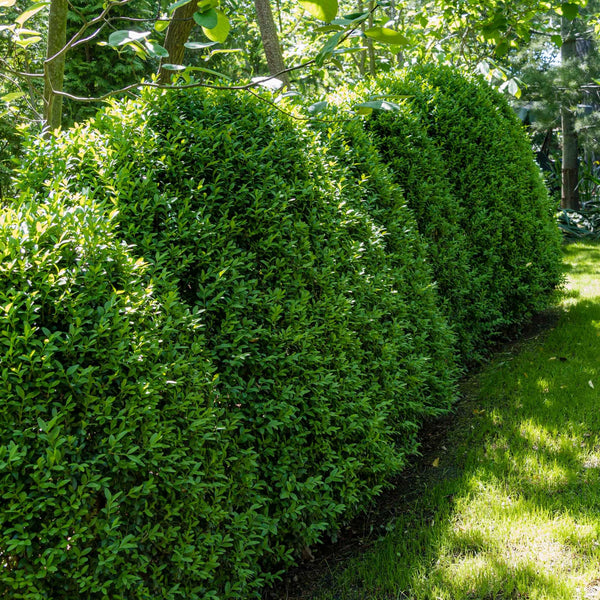 Bright Green Boxwood Hybrid Plants for Sale | Green Mountain