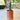 braided sansevieria houseplant in a terracotta pot