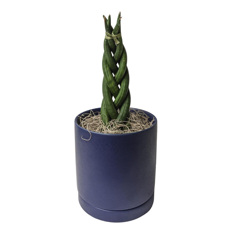 braided sansevieria in a blue ceramic pot