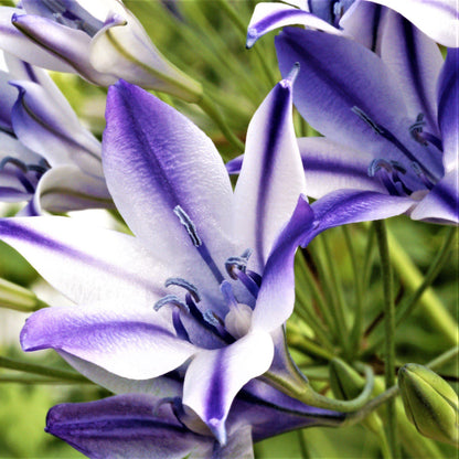 violet purple striped and white flowers