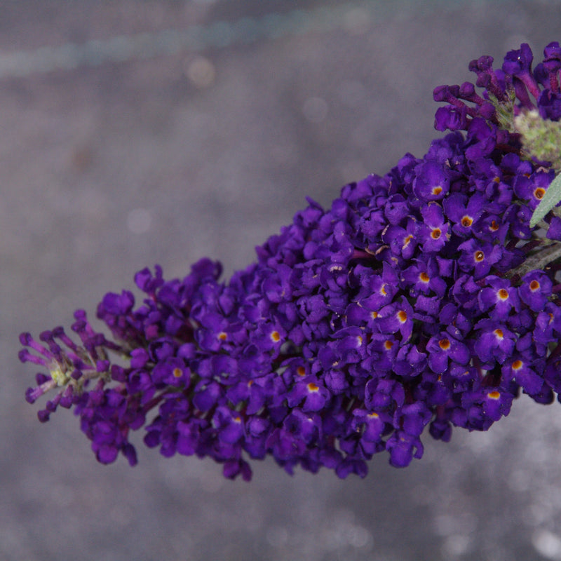 An Abundance of Dark Purple Flowers on the 