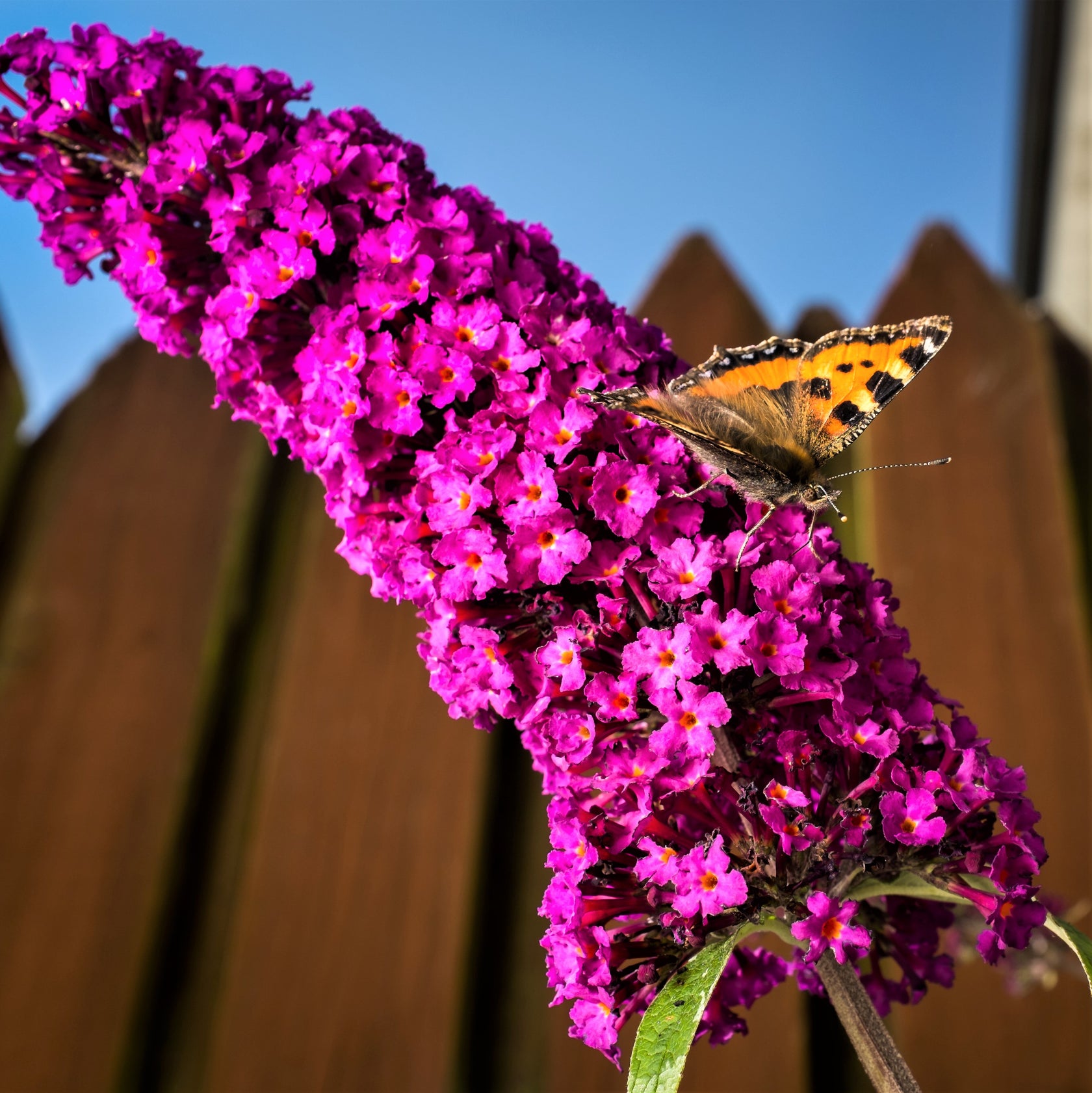 2 Pack Butterfly Bush Buzz Hot Raspberry Potted Plants – Easy To Grow Bulbs