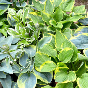 Hosta made in the shade collection