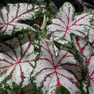 long, deep crimson main veins with white confetti speckles over lively green leaf