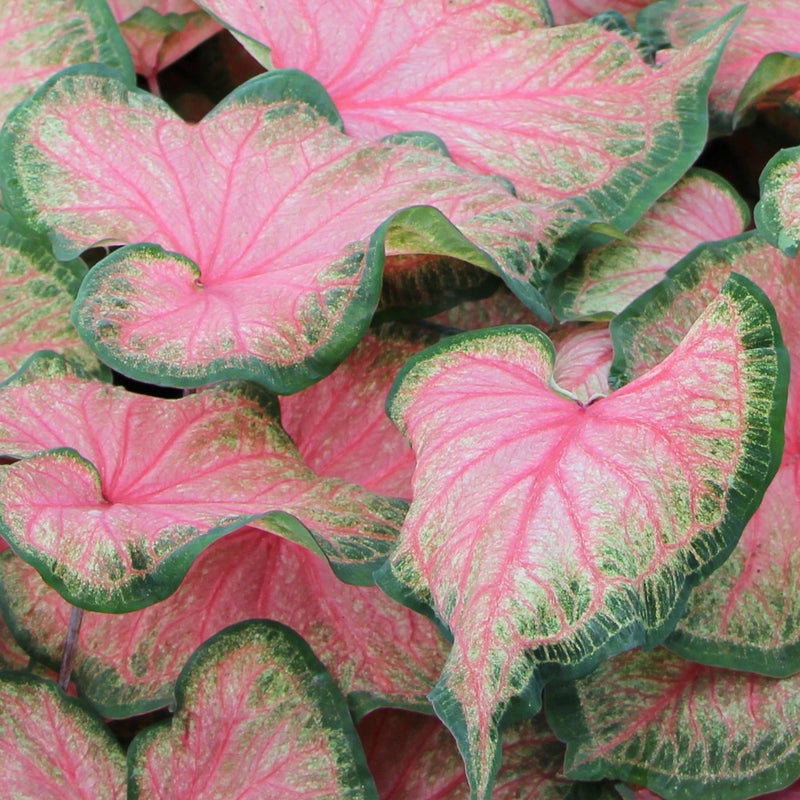 caladium chinook - salmon pink with deep pink veins and dark green outer leaves