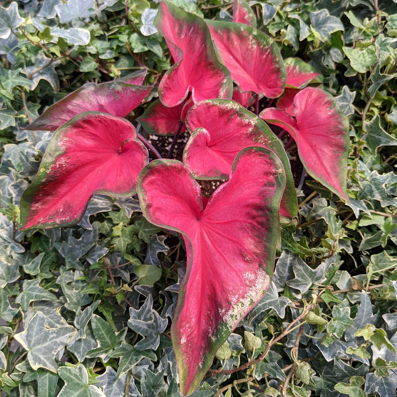 Caladium Heart's Delight - dark pink to red hearts with light yellow splotching and green margins