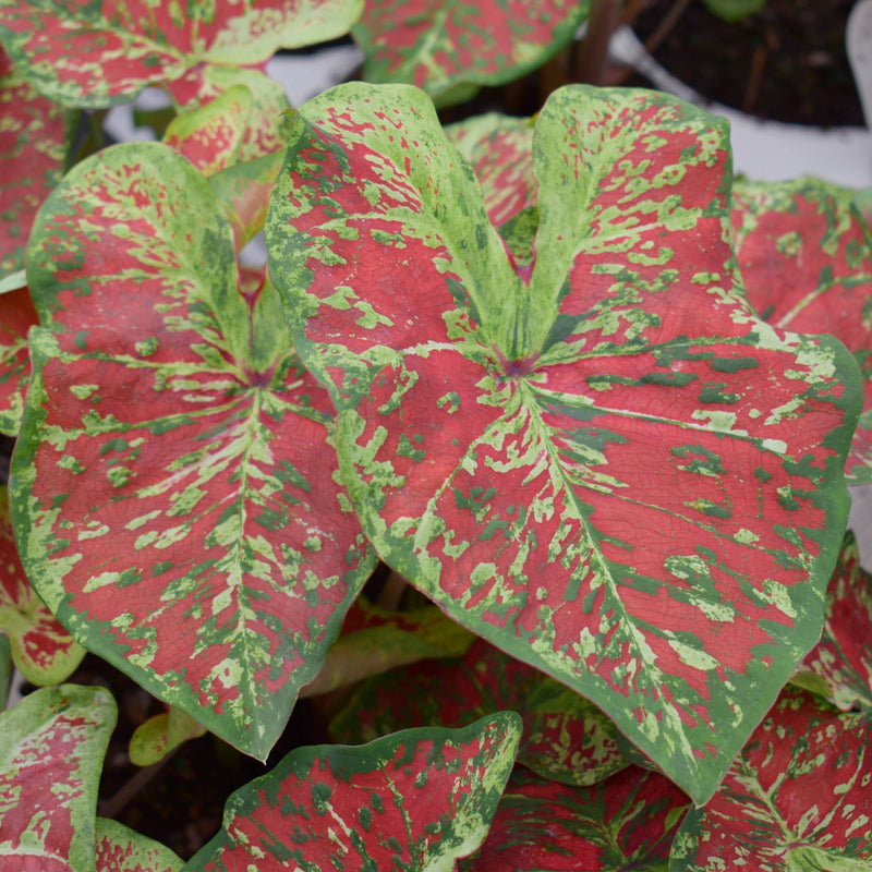 Speckled Deep Pink And Green Caladium Leaves