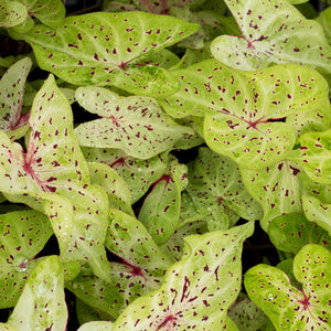 Caladium Miss Muffet - Chartreuse leaves speckled with scarlet red
