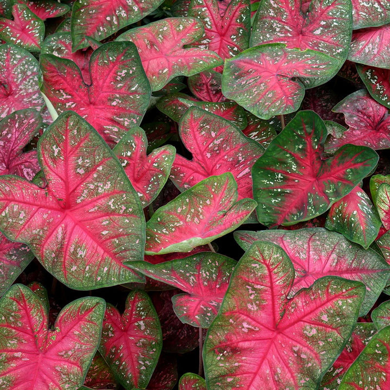 Caladium Party Punch - Red and Green Leaves