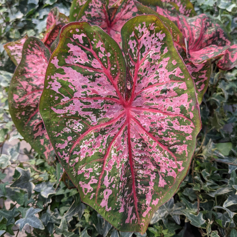 Caladium Pink Beauty - strinking mottled pink and green foliage with dark pink veins