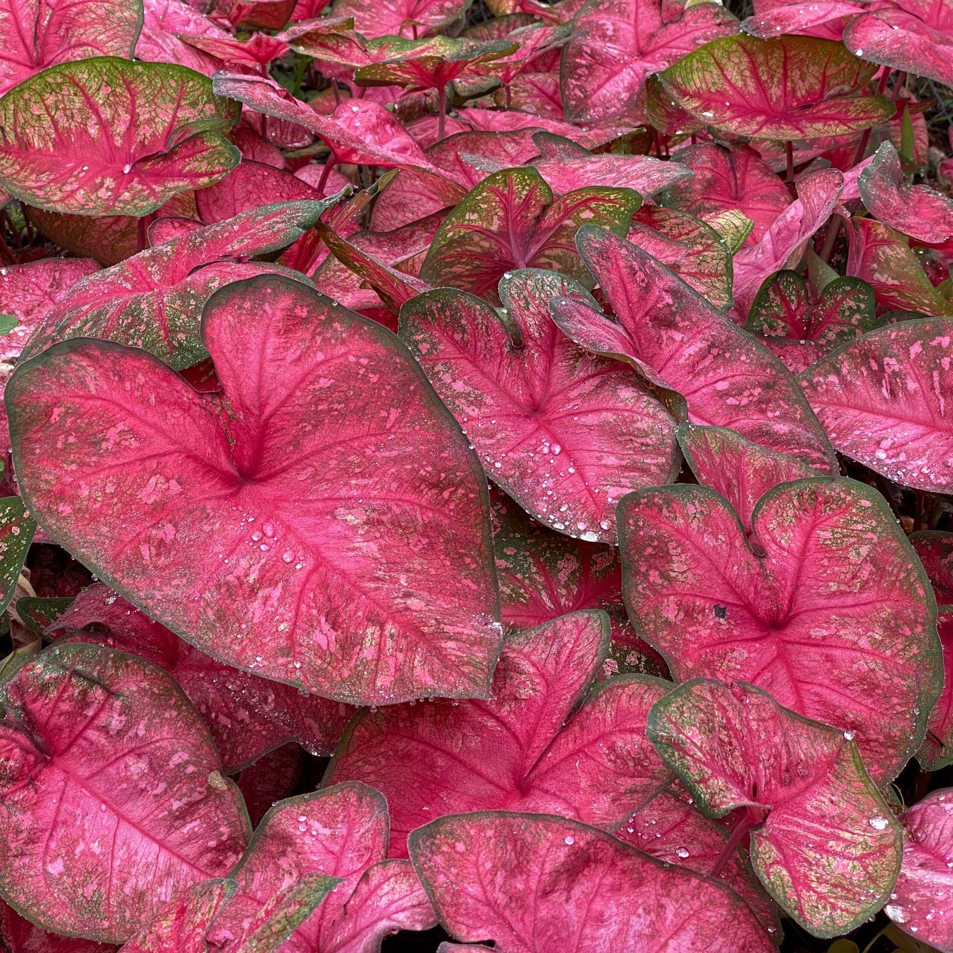 Bright Rose Pink Caladium Bulbs for Sale