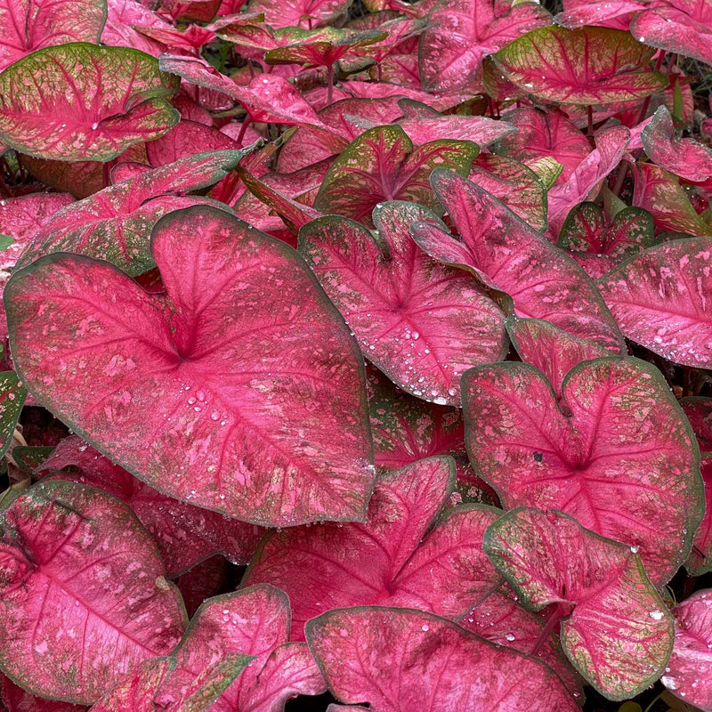 Bright Pink Speckled Caladium Leaves