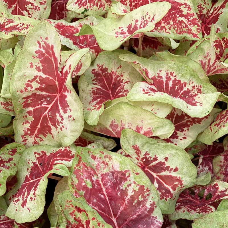 Caladium Raspberry Moon - Gorgeous Raspberry Red surrounded by Chartreuse