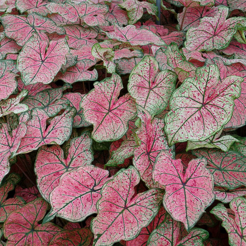 Pink, White, and Green Caladium Leaves