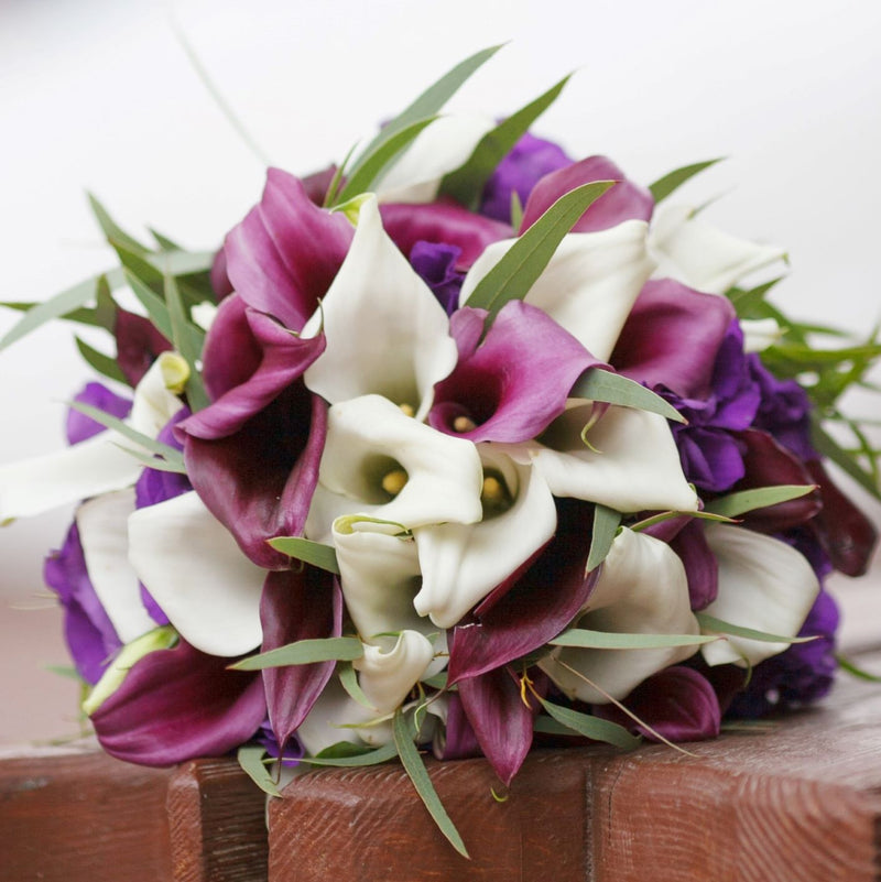 Purple and White Calla Blooms
