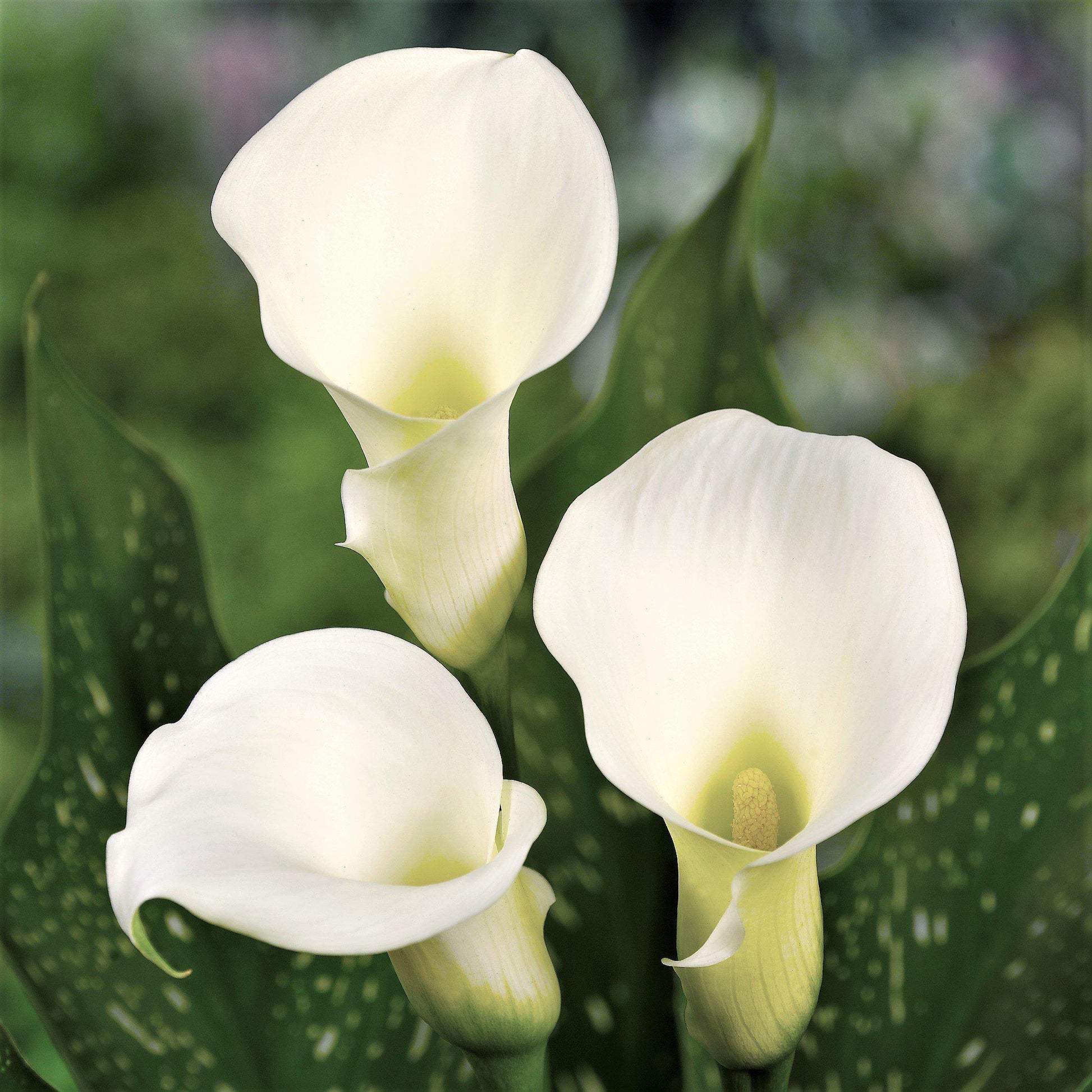 are calla lilies bulb plants Pure White Calla Lily Bulbs For Sale