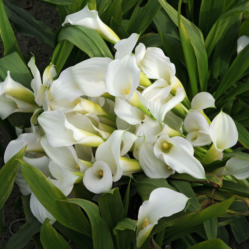 Best white calla flowers for sale