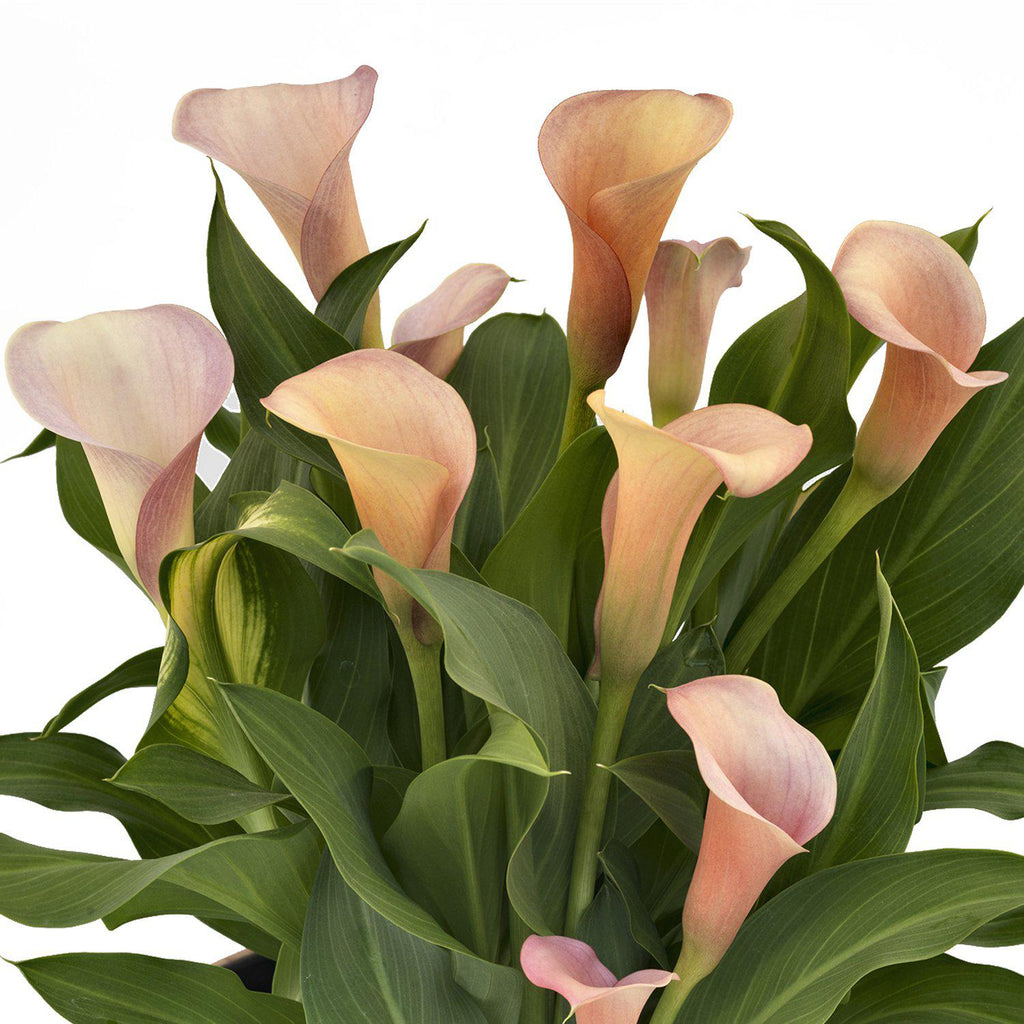 Luscious Coral Calla Lily Bulbs For Sale | Calla Coral Passion – Easy ...