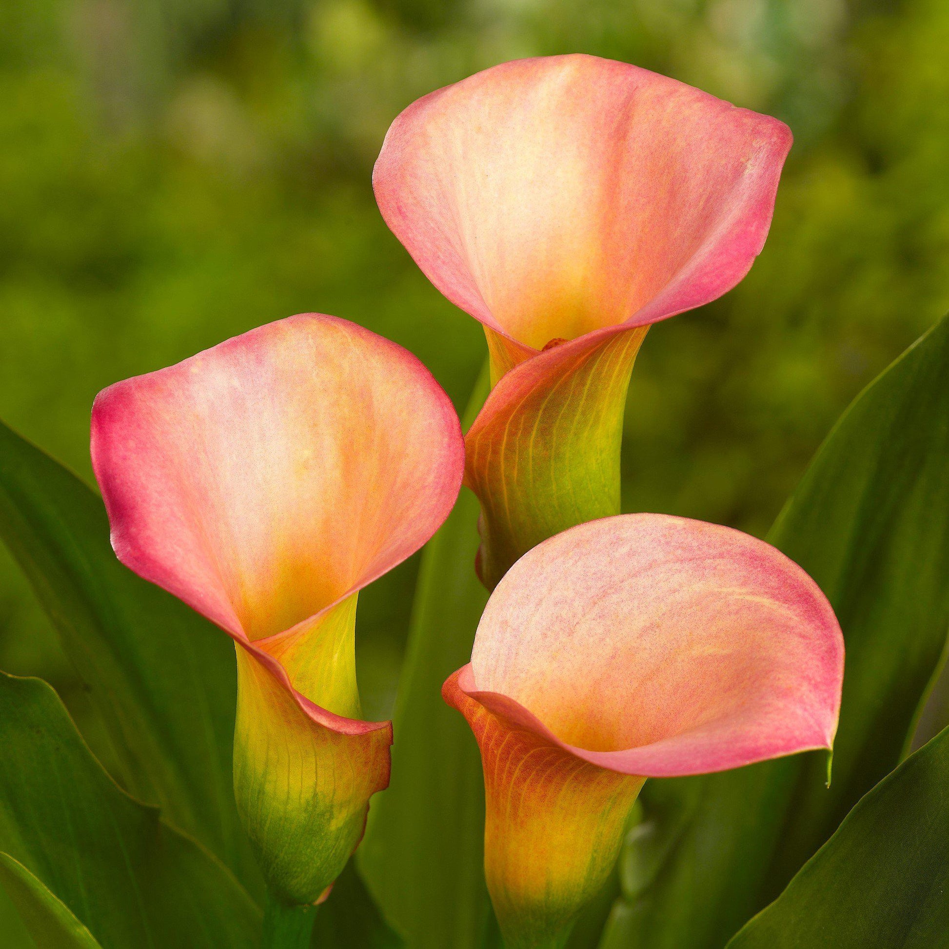 passion lily flower Calla