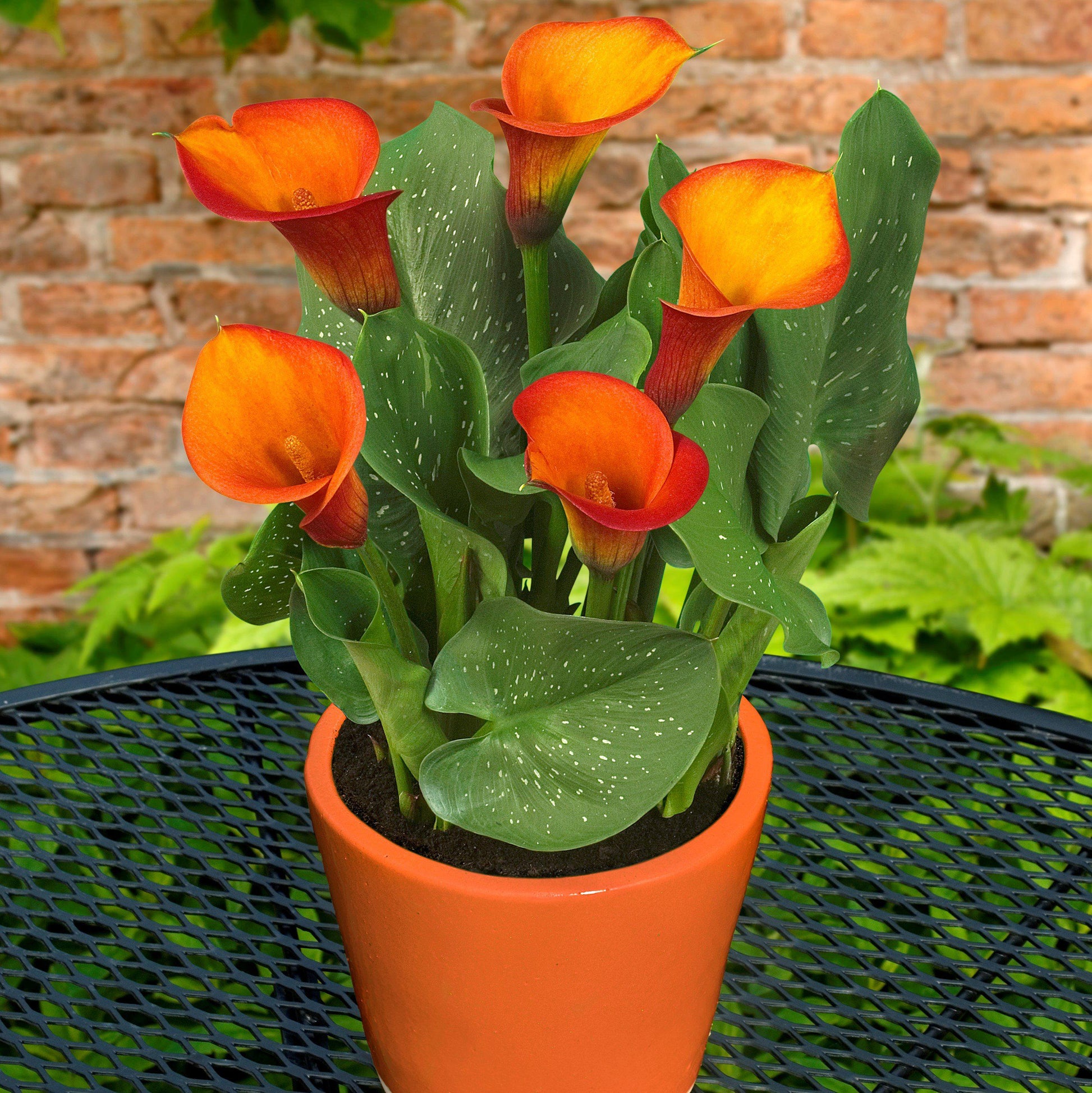orange calla lily plant Orange & Yellow Calla Lily Bulbs For Sale