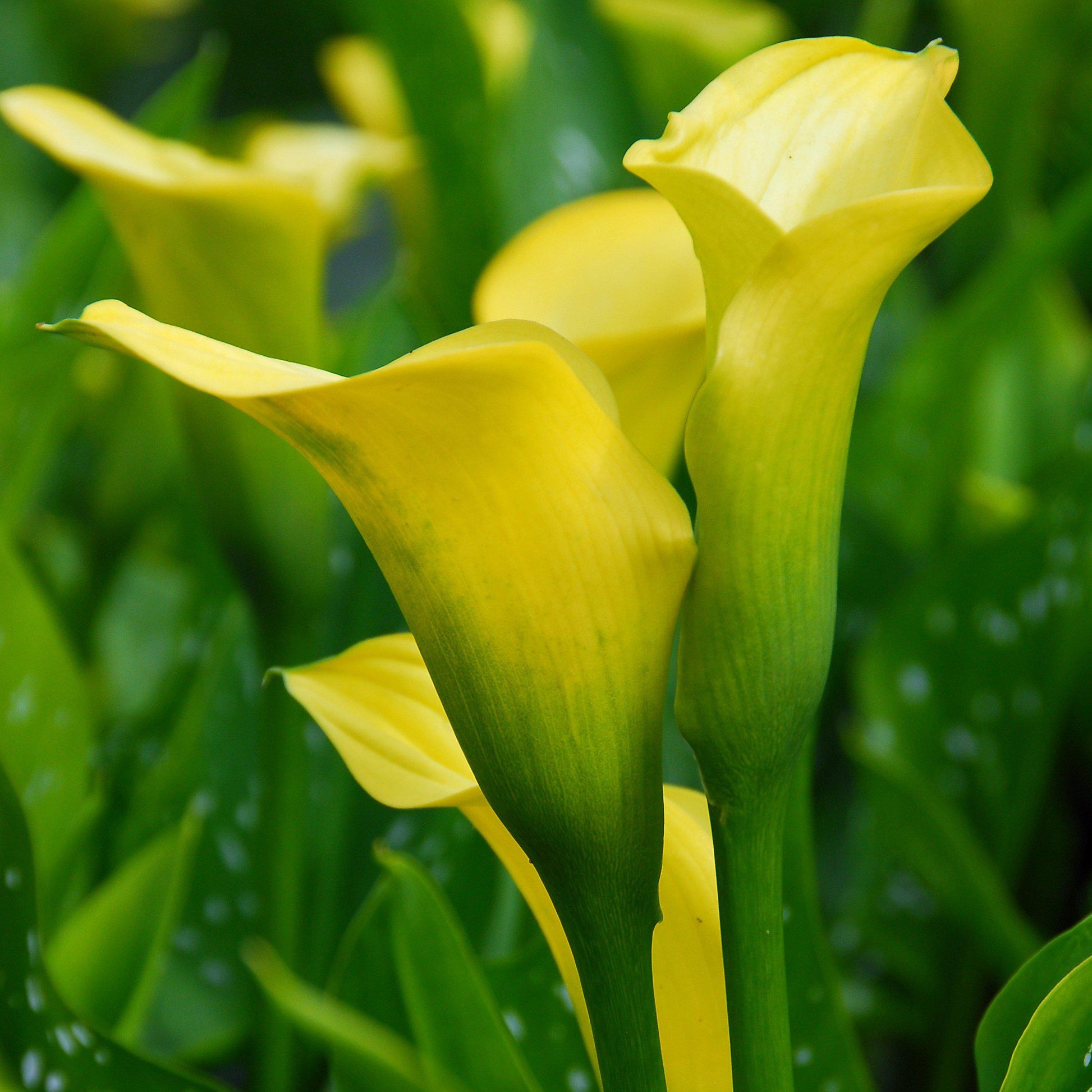yellow calla lily plant care Yellow Calla Lily Bulbs For Sale