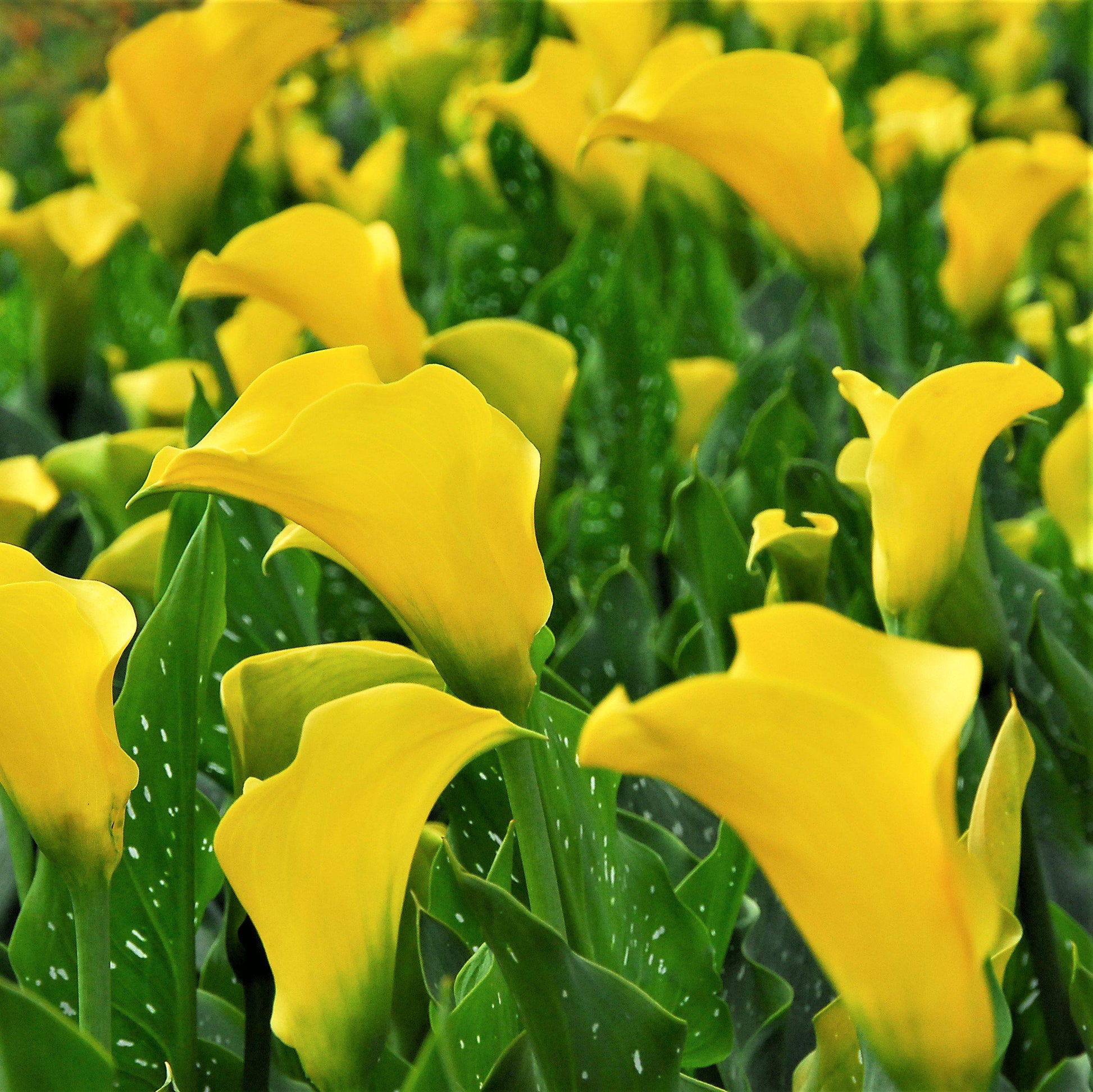 do you plant calla lilies in sun or shade Yellow Calla Lily Bulbs For Sale