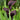 Black Calla Lily Flowers