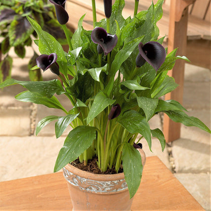 Unique Black Calla Lily Bulbs For Sale | Zantedeschia Odessa – Easy To ...