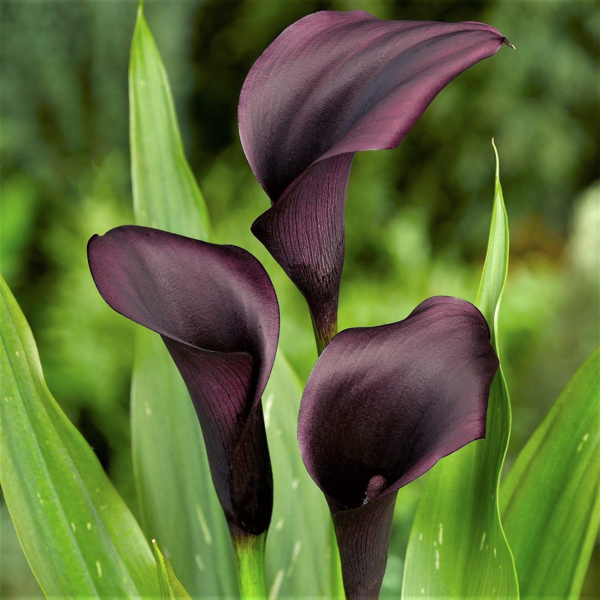 burgundy calla lily plant Calla