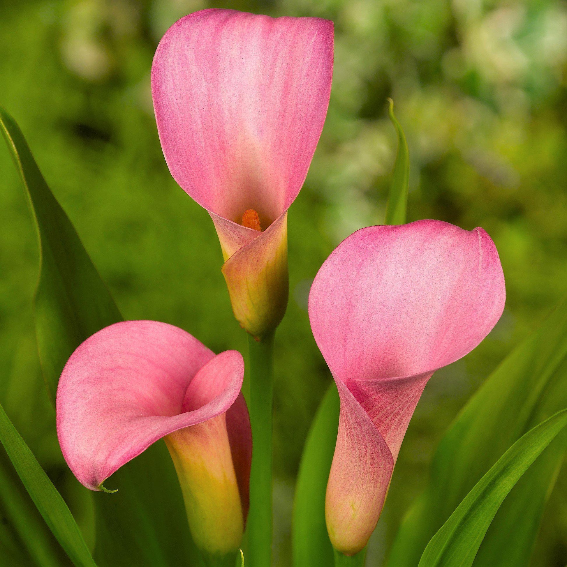 calla lily plants for sale near me Pink Calla Lily Bulbs For Sale