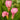 Pink Calla Lily For Sale - Pillowtalk 