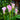 Pink and white calla lily flowers