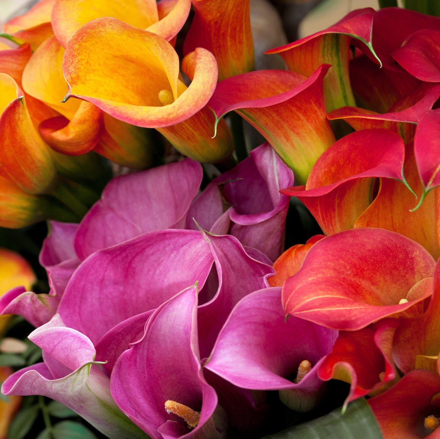 rainbow lily flower Multicolor Calla Lily Bulbs For Sale Online