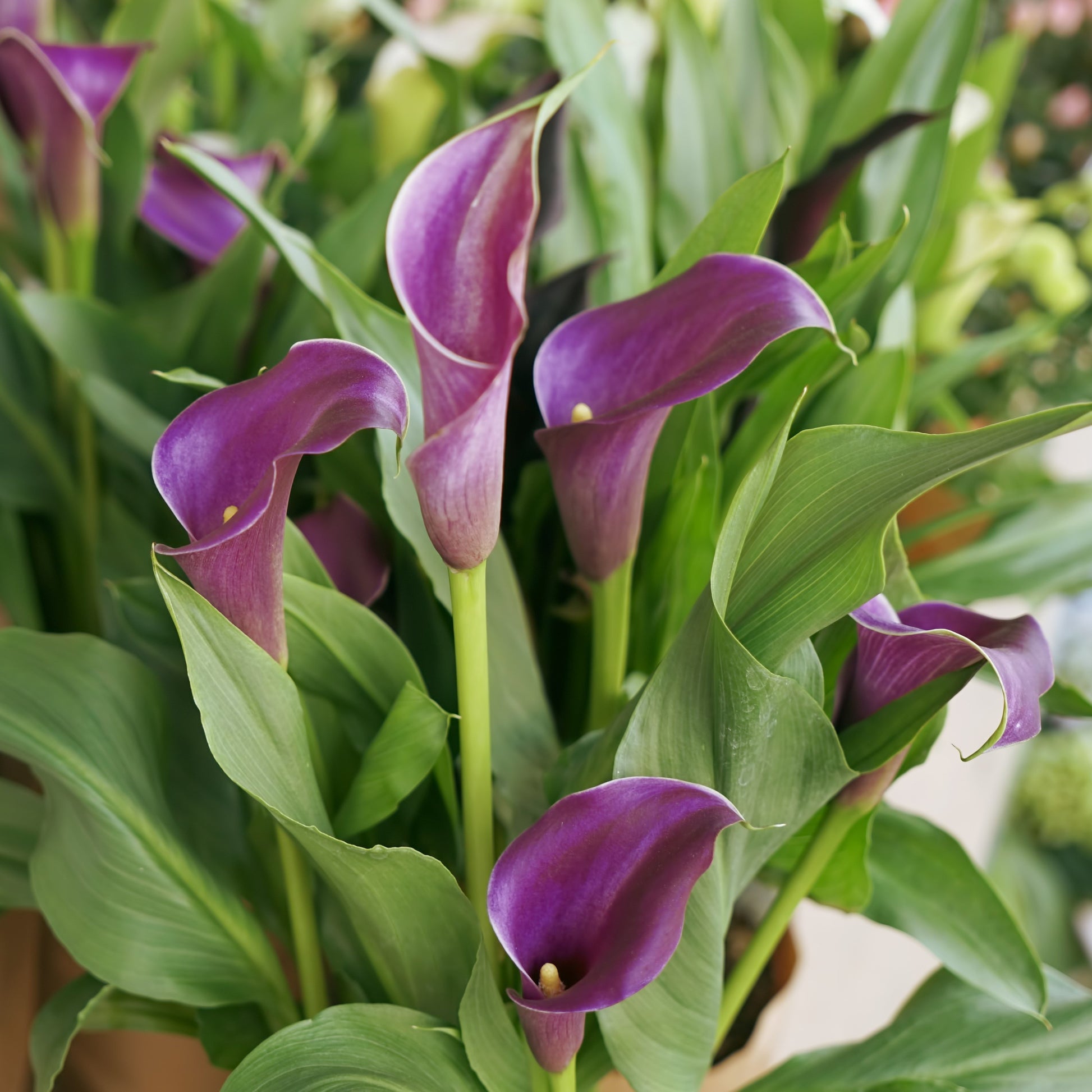 calla lily plant online Calla