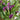 Purple Calla growing in garden