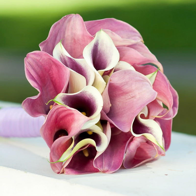 Purple and White Calla Blooms