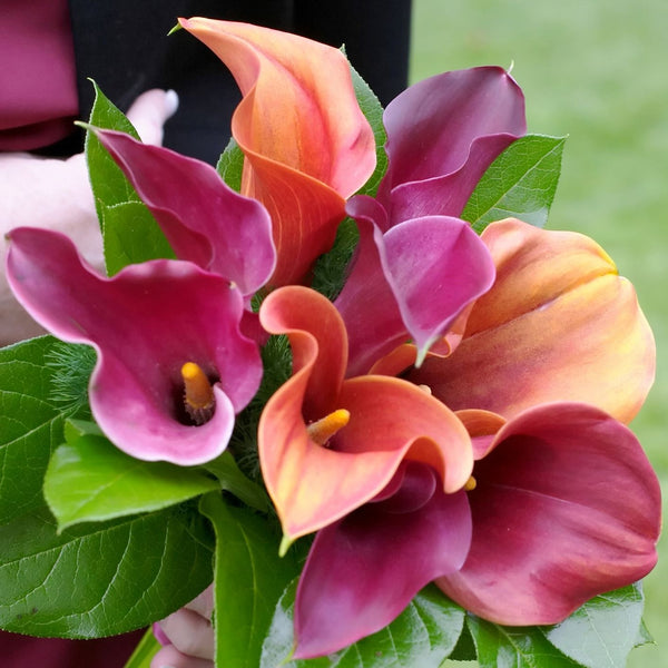 Calla Lily Planting Guide Easy To Grow Bulbs