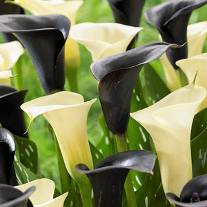 Black and white calla lily flowers