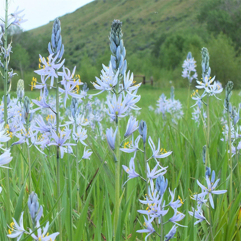 Wild Hyacinth Field