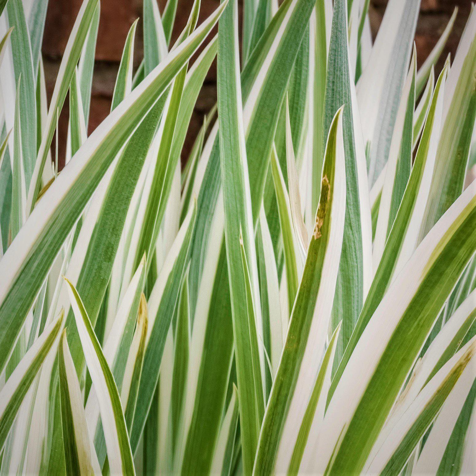 white camassia lily Starry White Camassia Bulbs For Sale Online