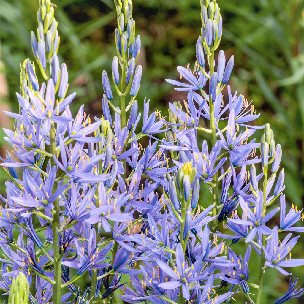 Camassia Planting Guide Easy To Grow Bulbs camassia-planting-guide-easy-to-grow-bulbs
