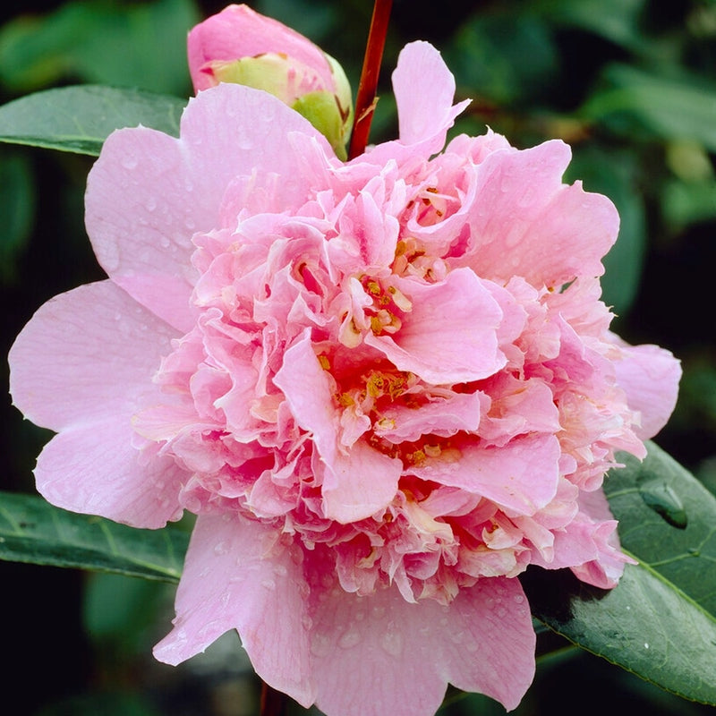 Camellia Elsie Jury features pink peony-form blooms