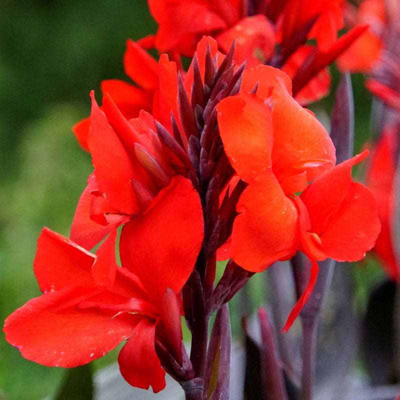 Bright Orange-Red Canna Australia blooms