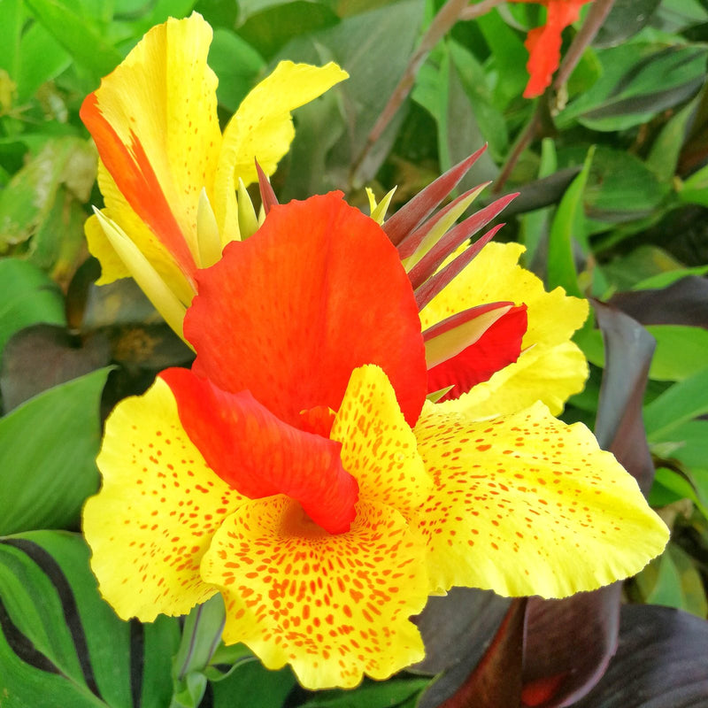 two-toned orange-red and yellow canna Cleopatra