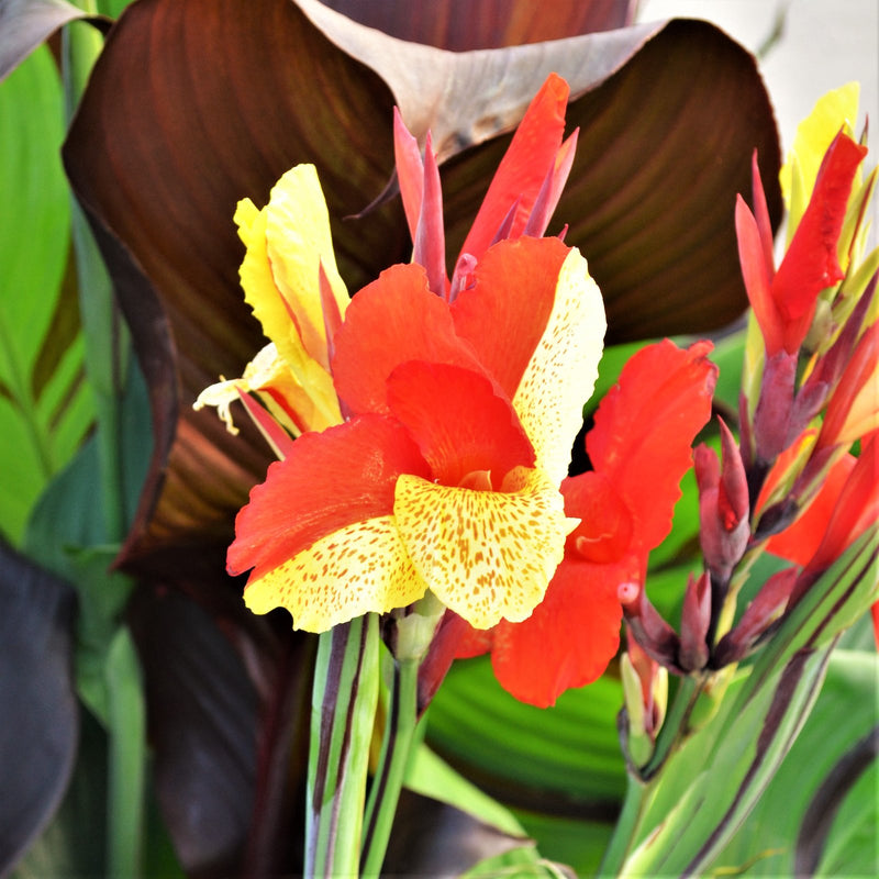 colorful two-tone red and yellow canna cleopatra