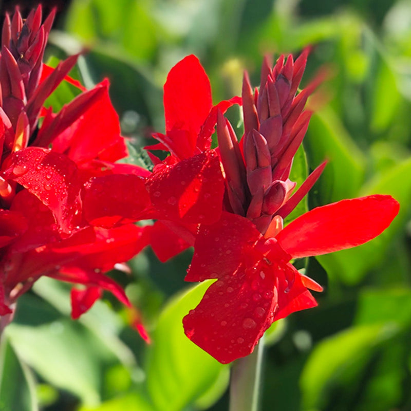 red Canna flowers