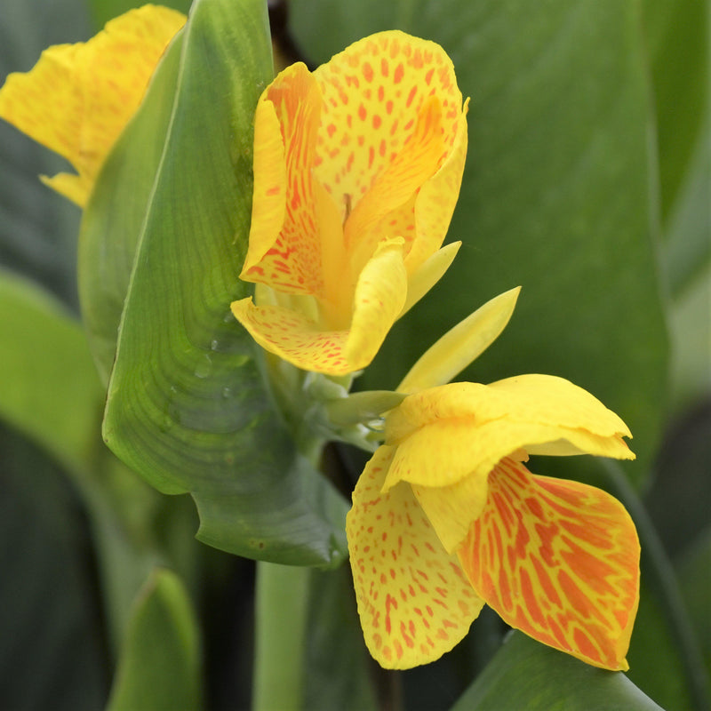 yellow and orange speckled canna bloom
