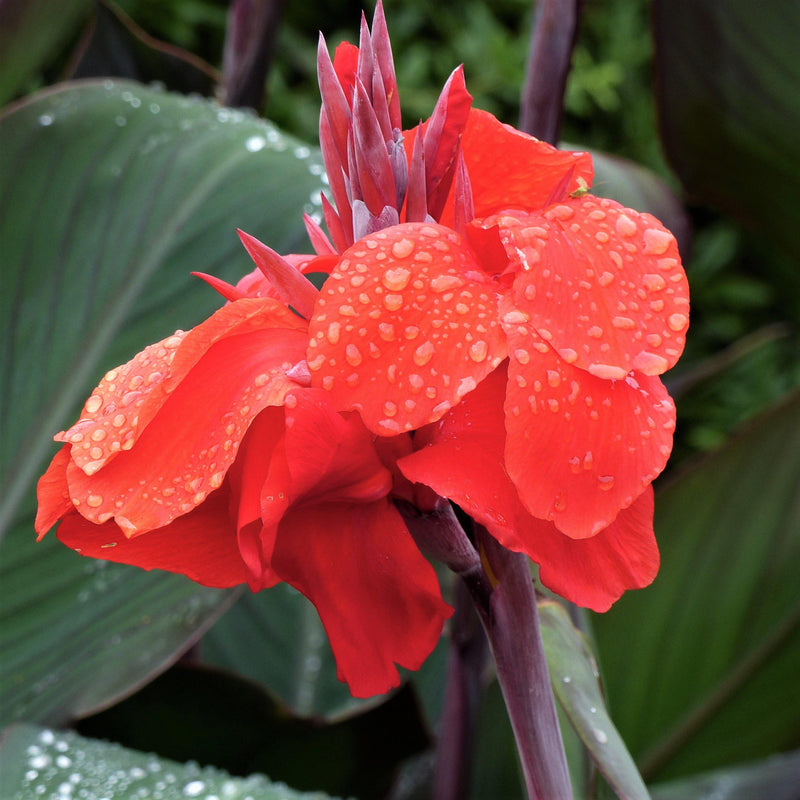 red canna bloom